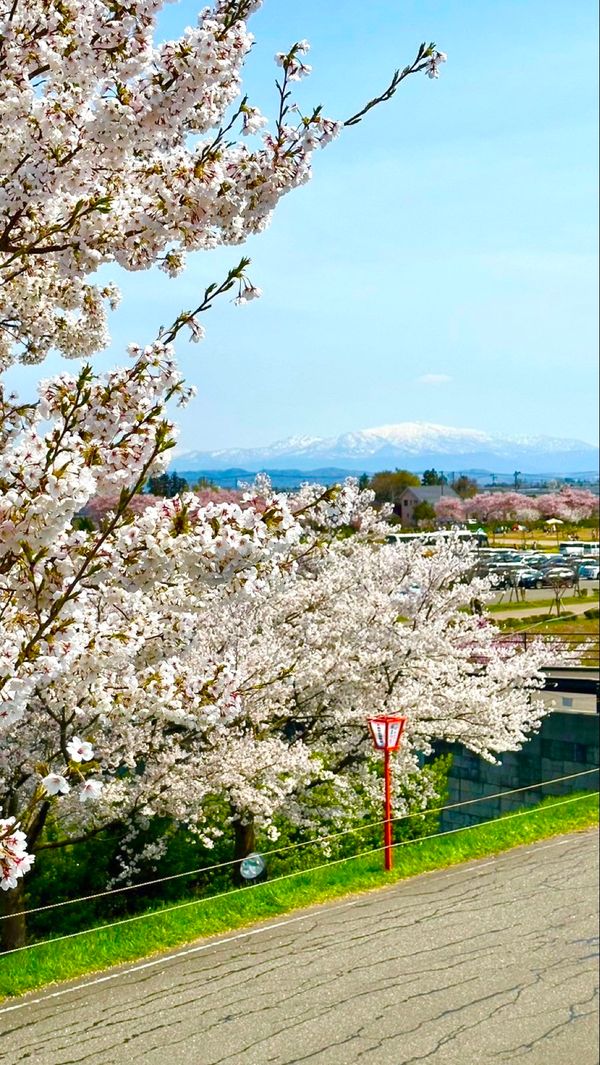 日本・新潟県「新潟旅行」の写真：2日目
バスセンターのカレーたべつつ桜み...