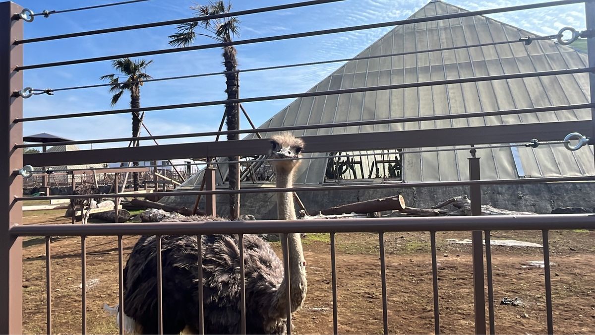 マーラ
ビントロング
ダチョウ