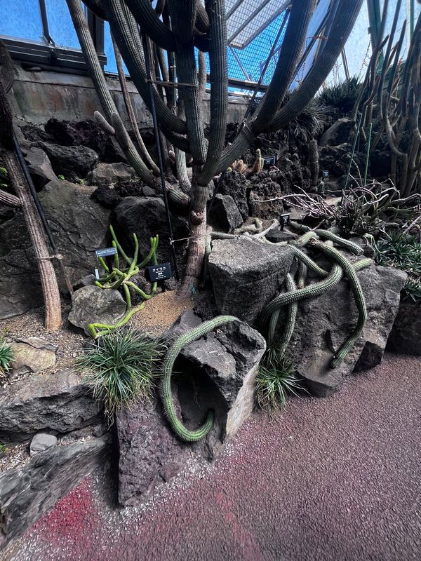 日本・伊豆「伊豆シャボテン動物公園」の写真：🌵🌵