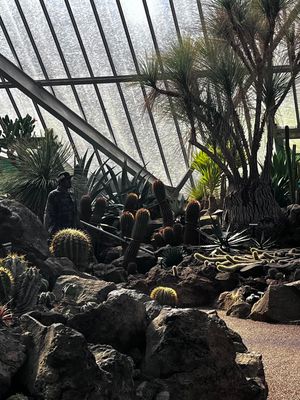🌵🌵