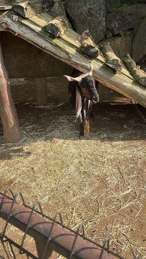 🐿🐐🐢🦚