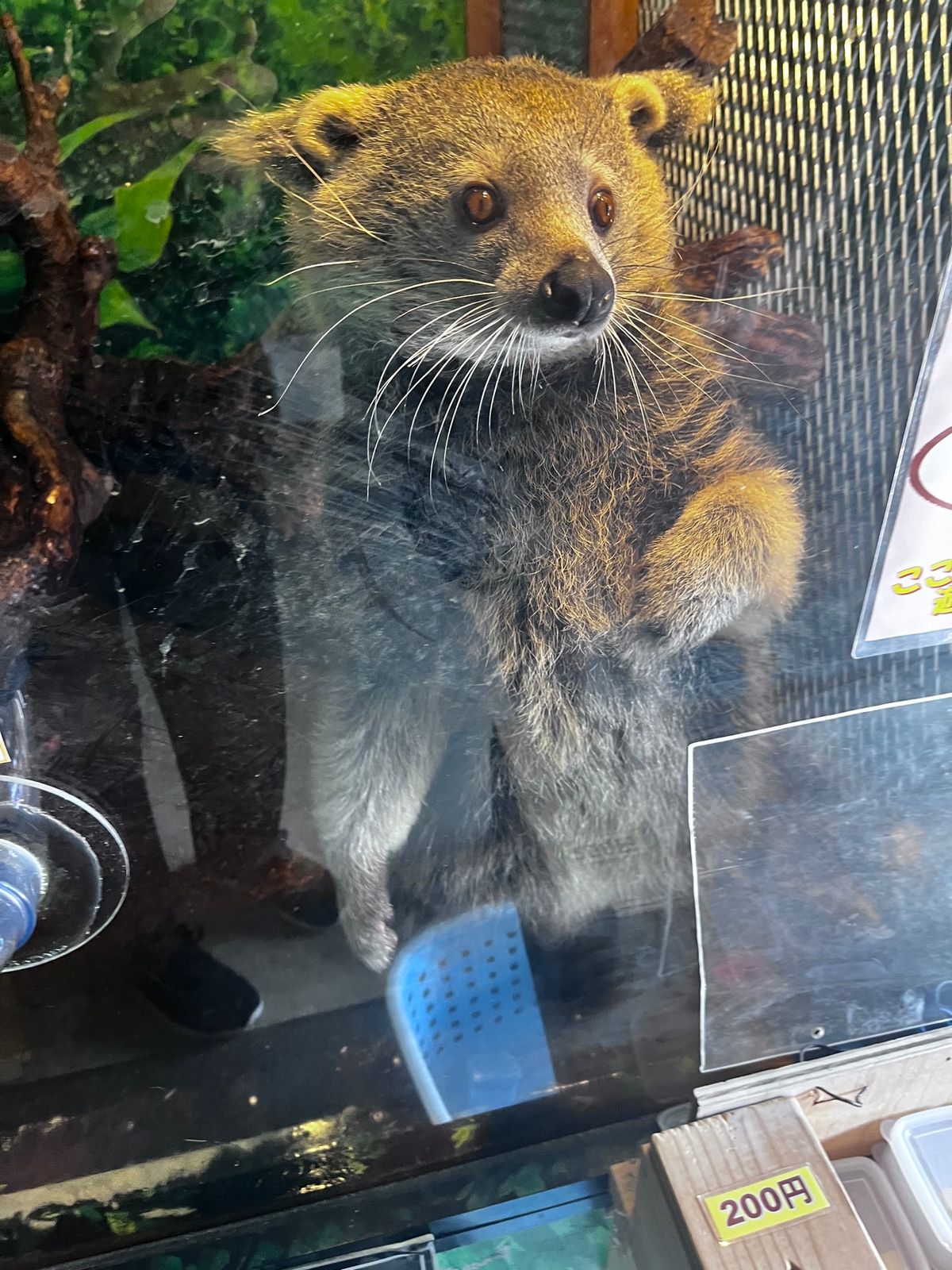 マーラ
ビントロング
ダチョウ