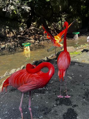🕊️🕊️