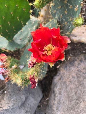 🌵🌵