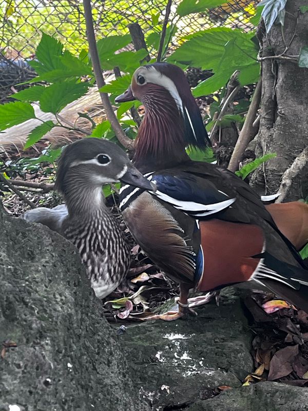 日本・伊豆「伊豆シャボテン動物公園」の写真：🕊️🕊️