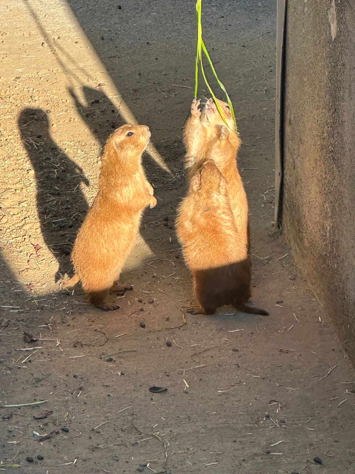 念願のカピバラ温泉みれて大満足◎
放し飼いの動物もいて距離感が近くてすごか...