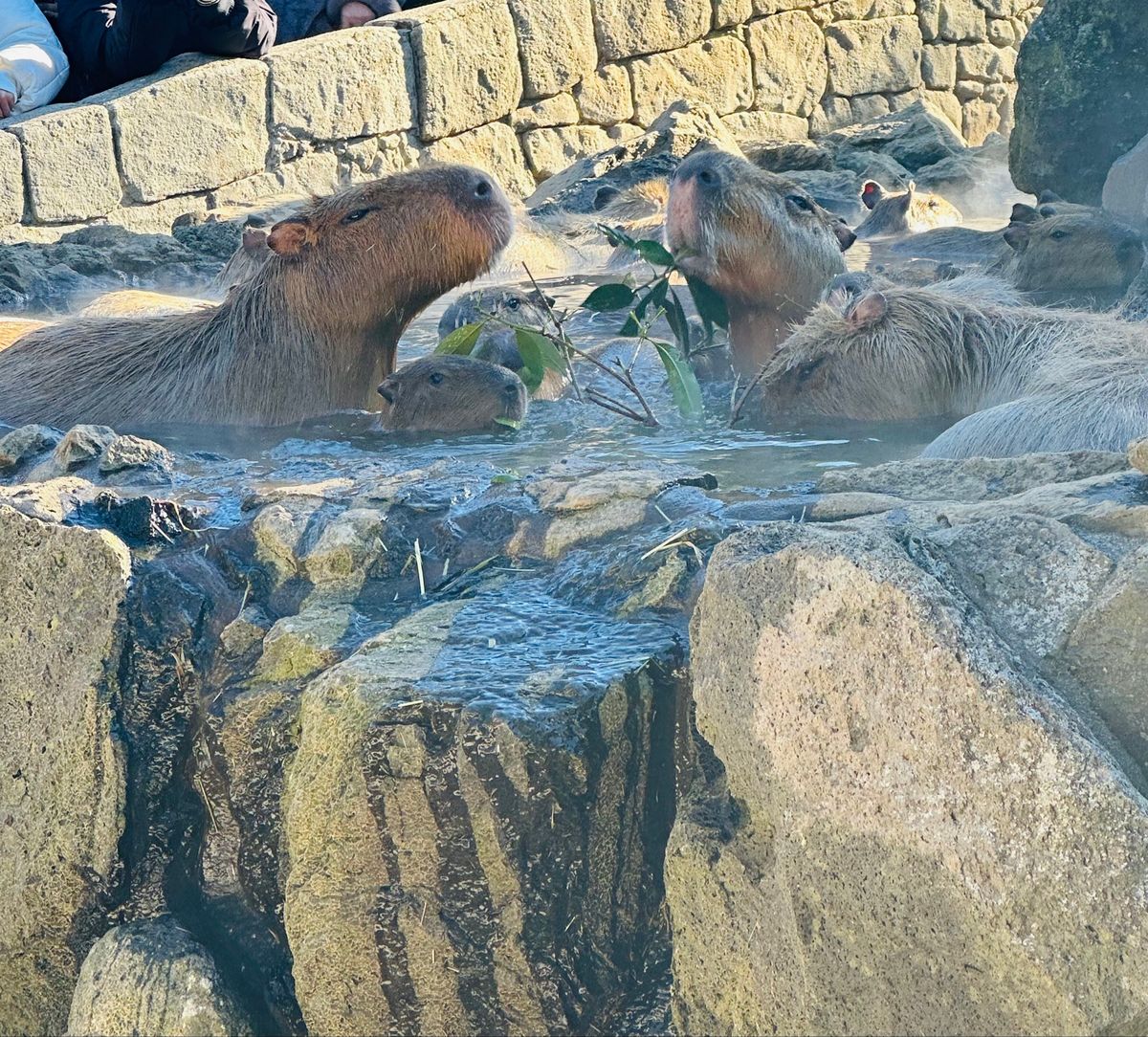 念願のカピバラ温泉みれて大満足◎
放し飼いの動物もいて距離感が近くてすごか...