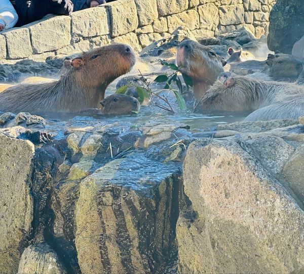 日本・伊豆「✈️伊豆旅行」の写真：念願のカピバラ温泉みれて大満足◎
放し飼...