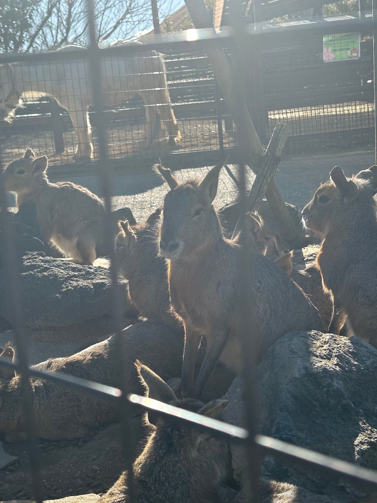 念願のカピバラ温泉みれて大満足◎
放し飼いの動物もいて距離感が近くてすごか...