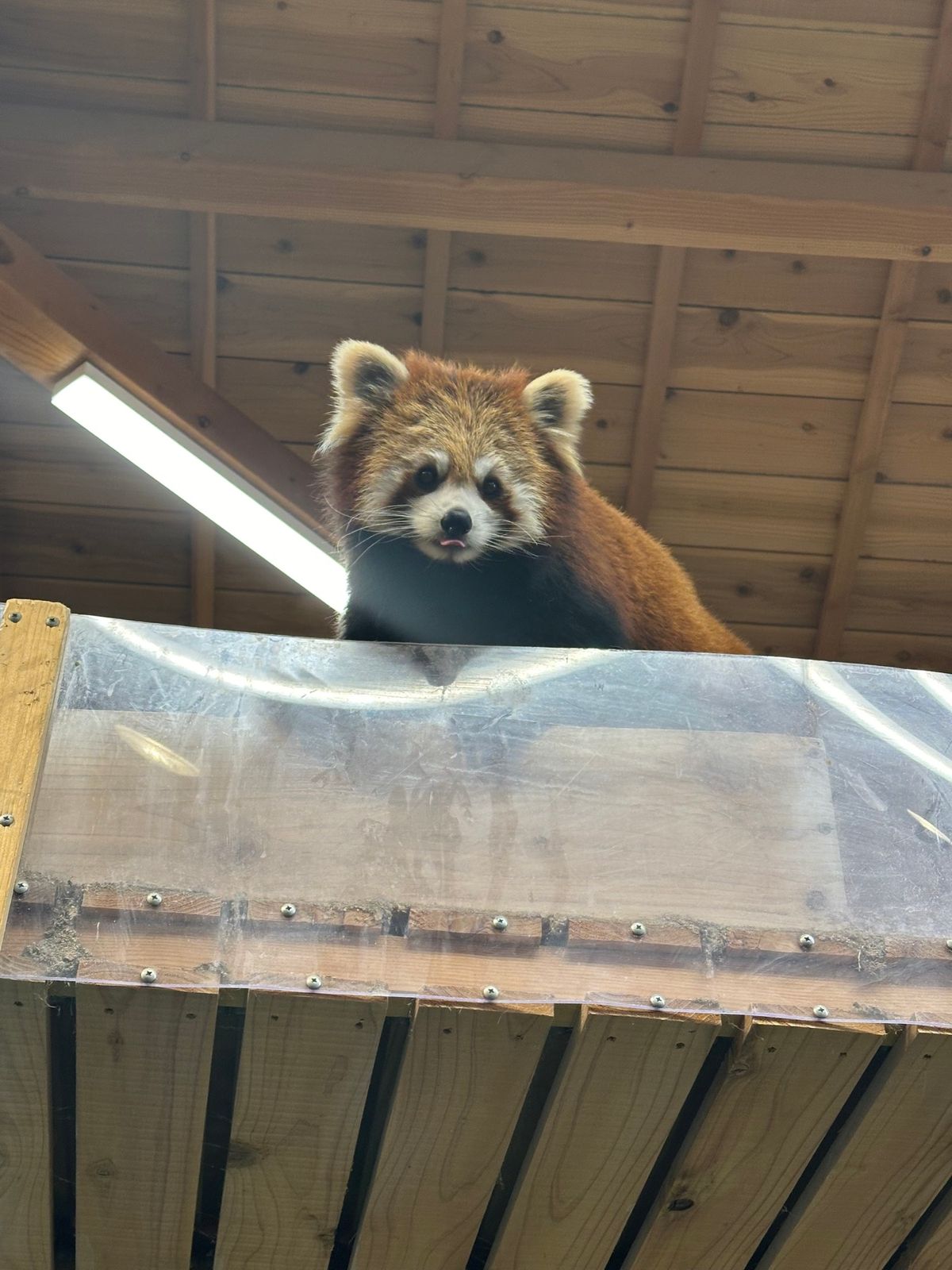 念願のカピバラ温泉みれて大満足◎
放し飼いの動物もいて距離感が近くてすごか...