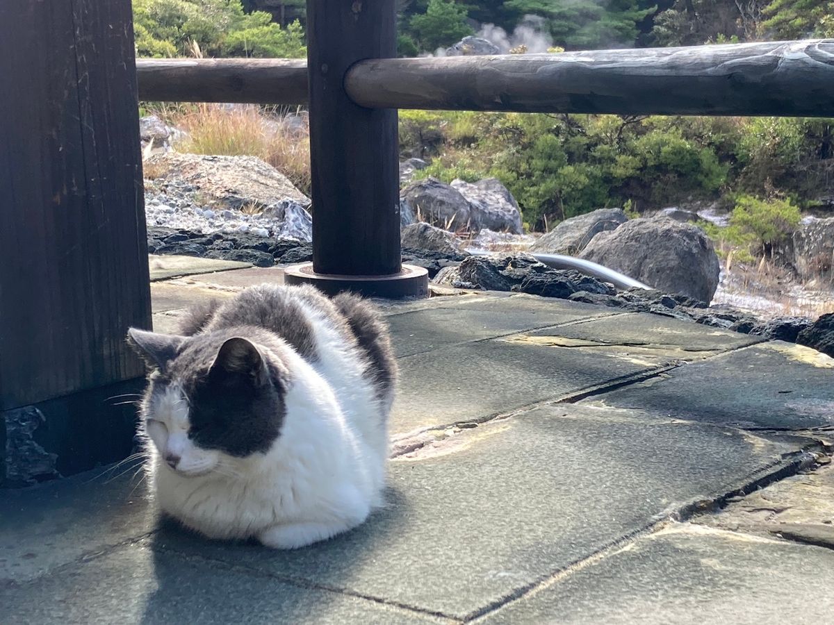 旅の締めくくり！！
可愛い猫ちゃんもいた🐱