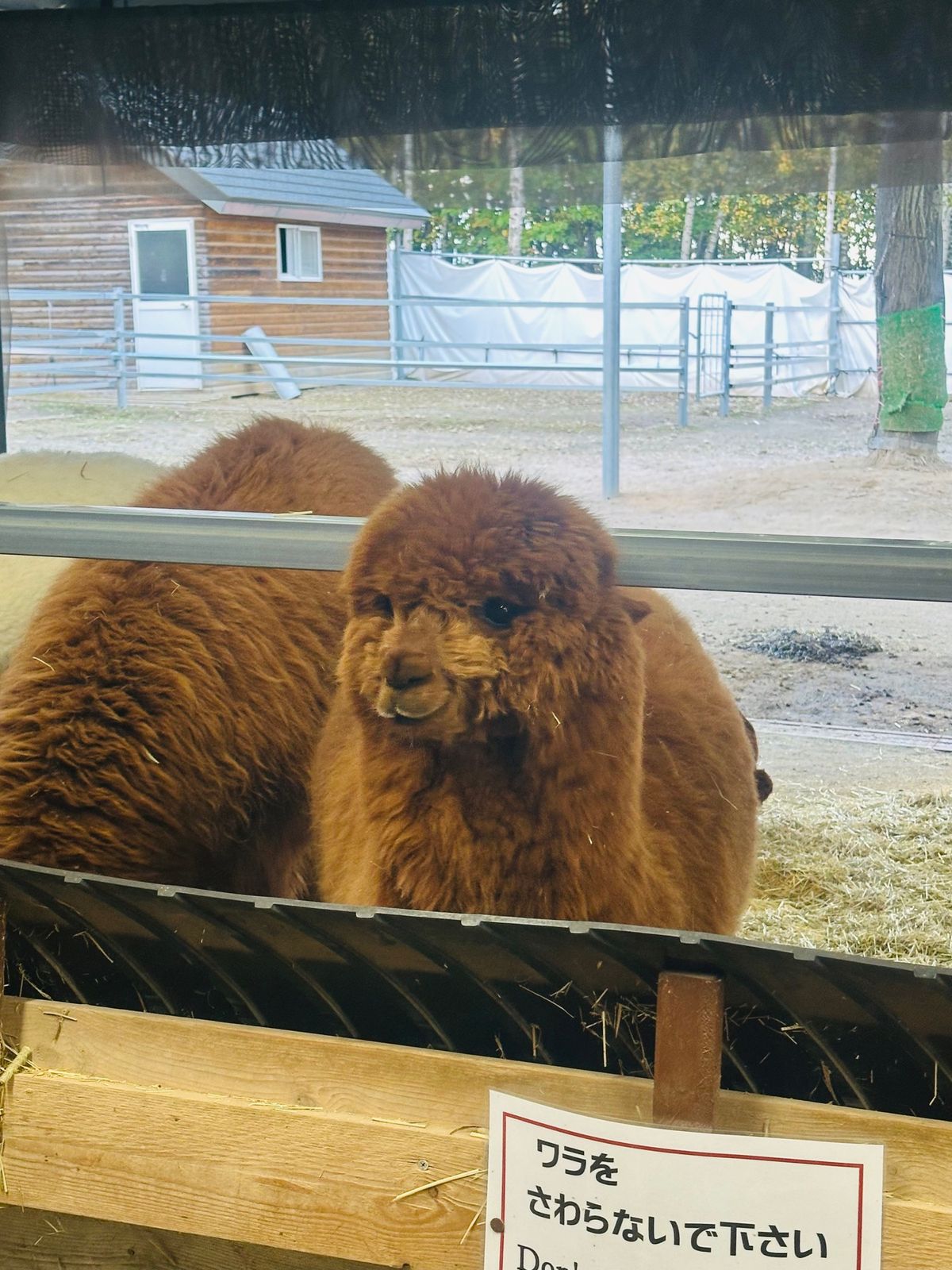 アルパカ可愛かった！！