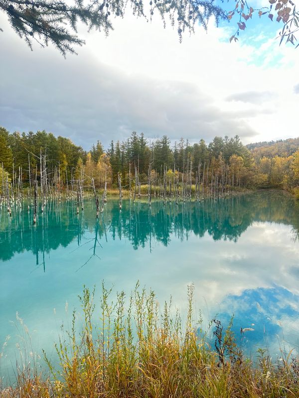 日本・北海道「🚗美瑛町」の写真：綺麗すぎたー！！
