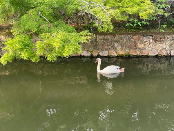 日本・岡山県「Okayama」の写真：倉敷美観地区