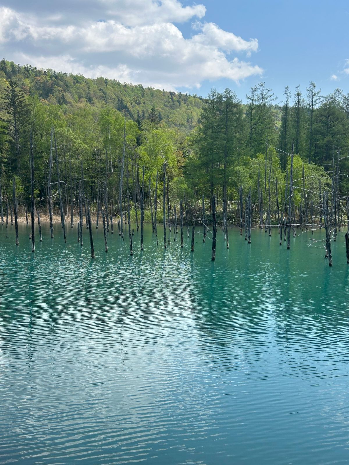 ２日目は美瑛の白金青い池へ。
雨の後だからか、そこまで青くは無かったけど綺...
