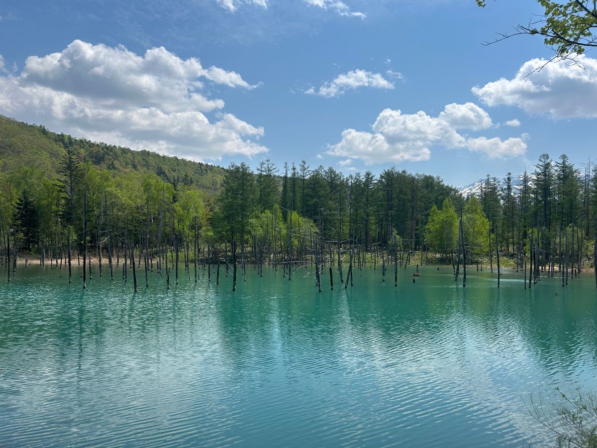 ２日目は美瑛の白金青い池へ。
雨の後だからか、そこまで青くは無かったけど綺...