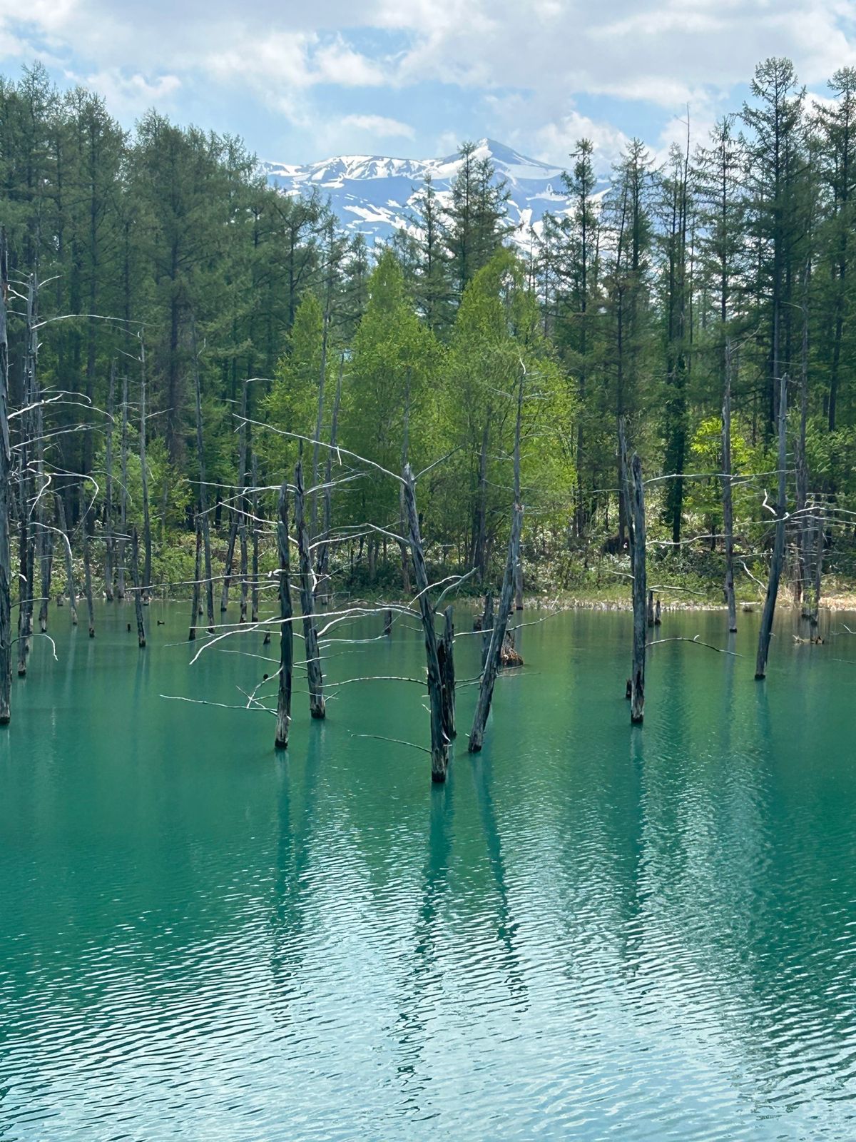 ２日目は美瑛の白金青い池へ。
雨の後だからか、そこまで青くは無かったけど綺...