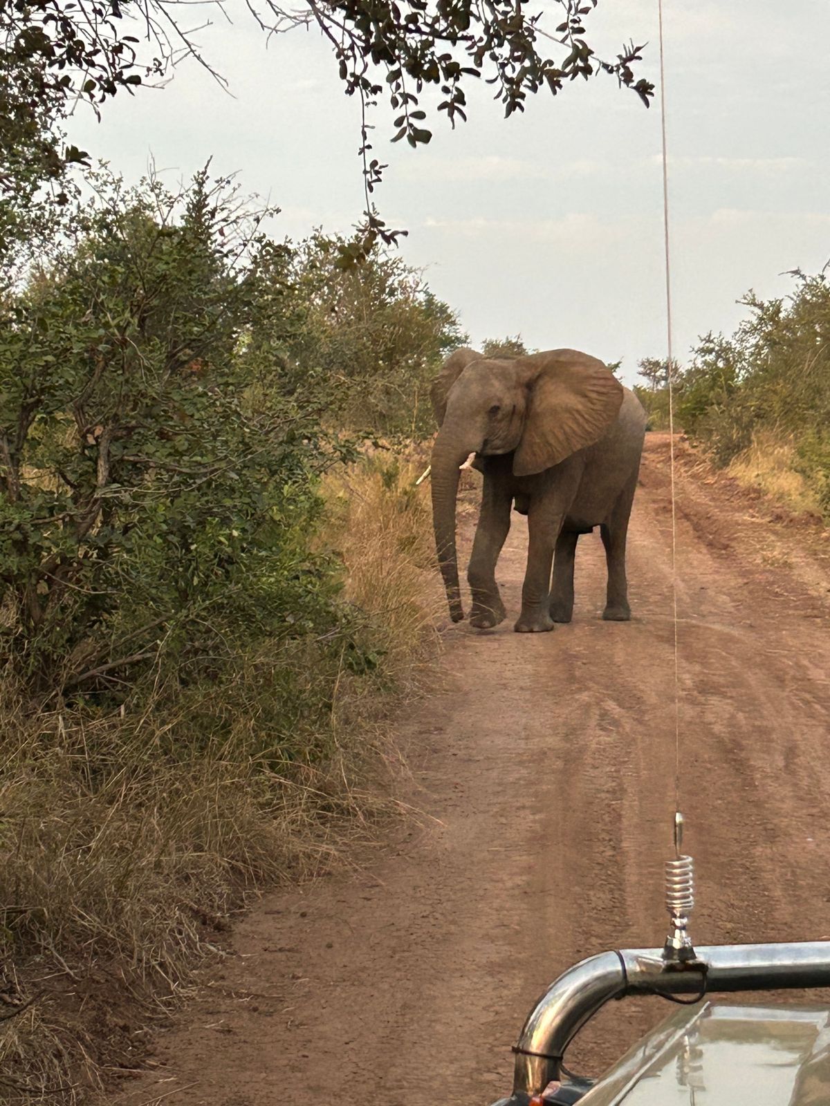 ザンベジ国立公園　サファリドライブ
ヴィクトリアフォールズからだとボツワナ...