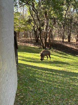 ホテルは”Lukuthura lodges “というロッジタイプの部屋に泊...