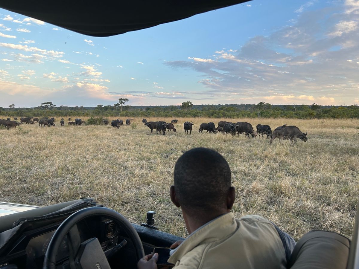 ザンベジ国立公園　サファリドライブ
ヴィクトリアフォールズからだとボツワナ...