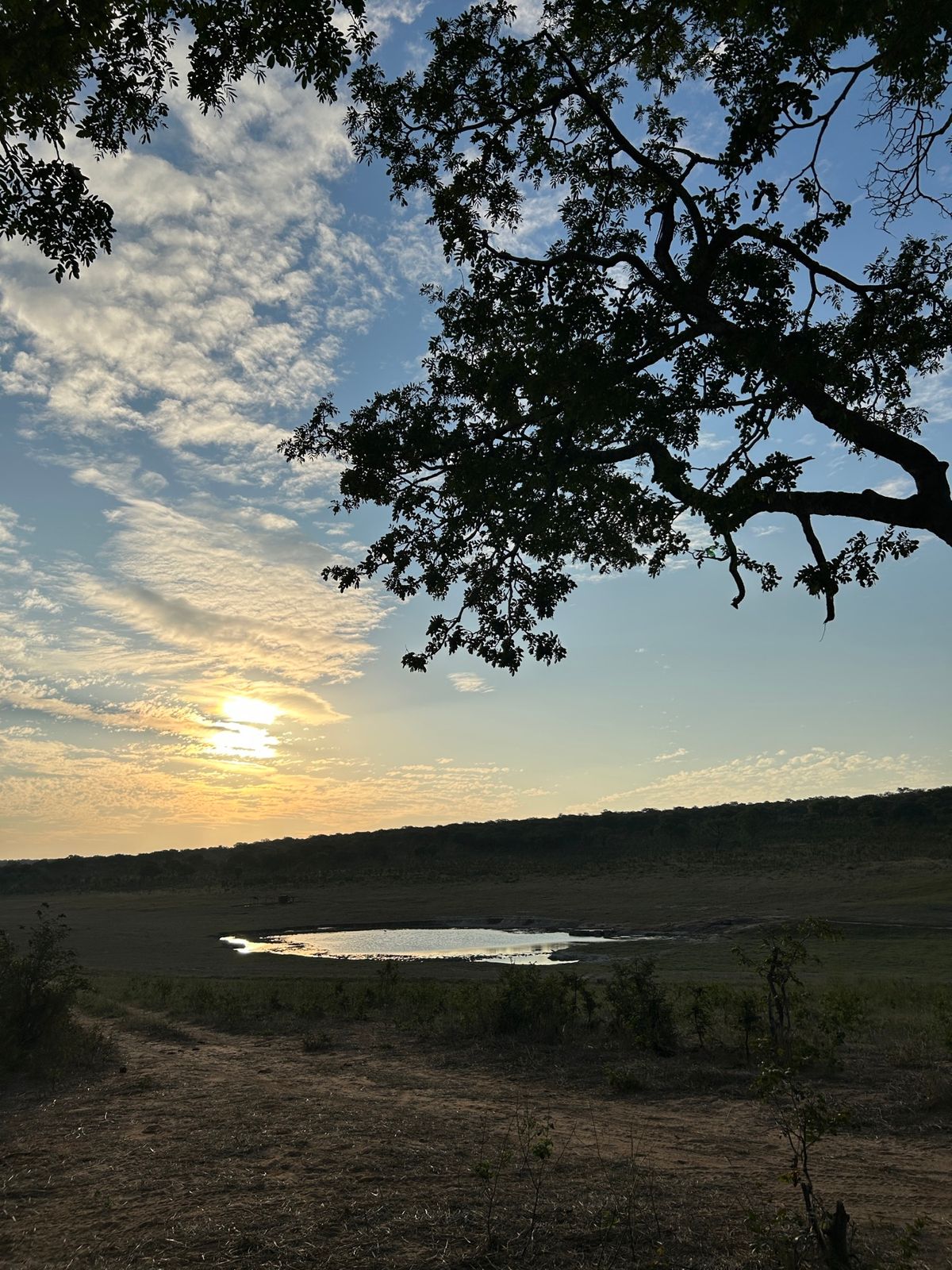 ザンベジ国立公園　サファリドライブ
ヴィクトリアフォールズからだとボツワナ...