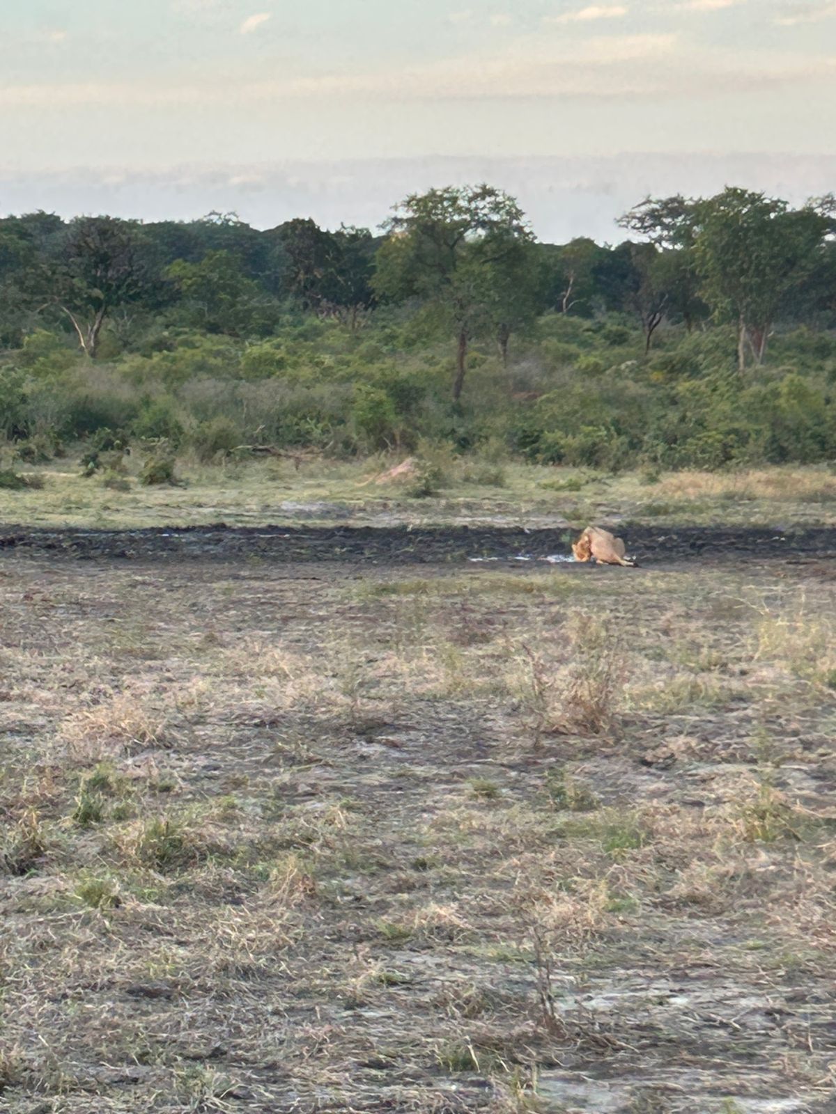 ザンベジ国立公園　サファリドライブ
ヴィクトリアフォールズからだとボツワナ...