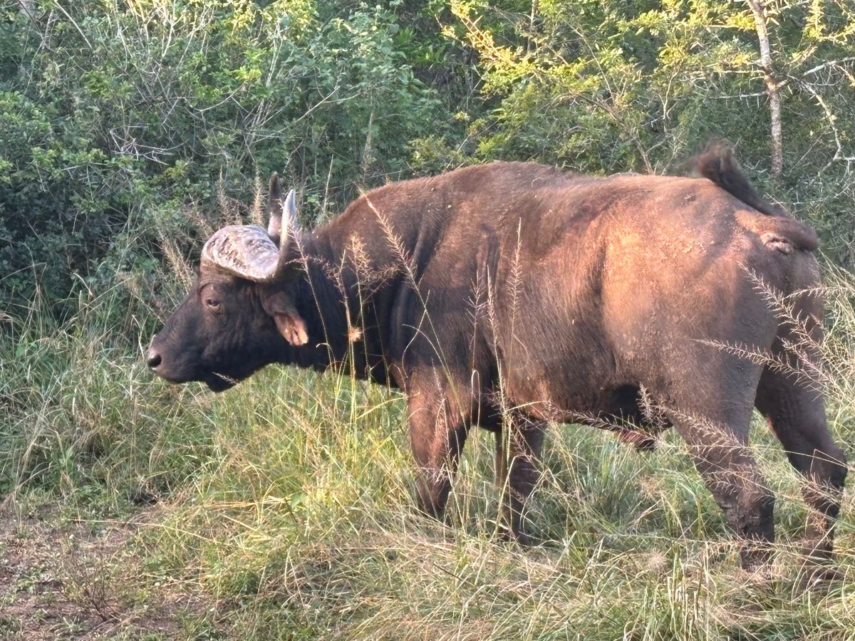 ヒュニュウェ＝イムフォロジ公園にてサファリを楽しみました。ゾウ、バッファロ...