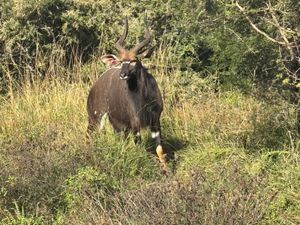 ヒュニュウェ＝イムフォロジ公園にてサファリを楽しみました。ゾウ、バッファロ...