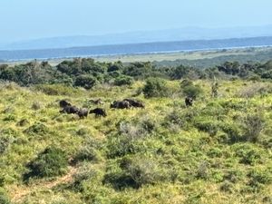 イシマンガリソ湿地公園へ行きました。あまりたくさんの動物は見れず、少し残念...