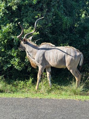 イシマンガリソ湿地公園へ行きました。あまりたくさんの動物は見れず、少し残念...