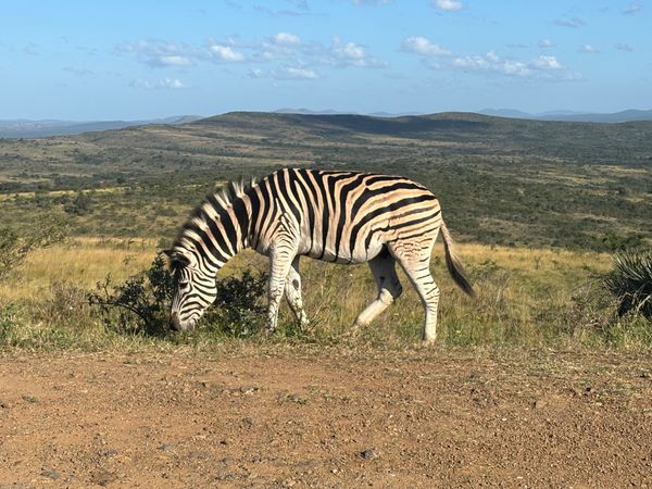 南アフリカ・セントルシア「ヒュニュウェ＝イムフォロジ公園、イシマンガリソ湿地公園」の写真：ヒュニュウェ＝イムフォロジ公園にてサファ...
