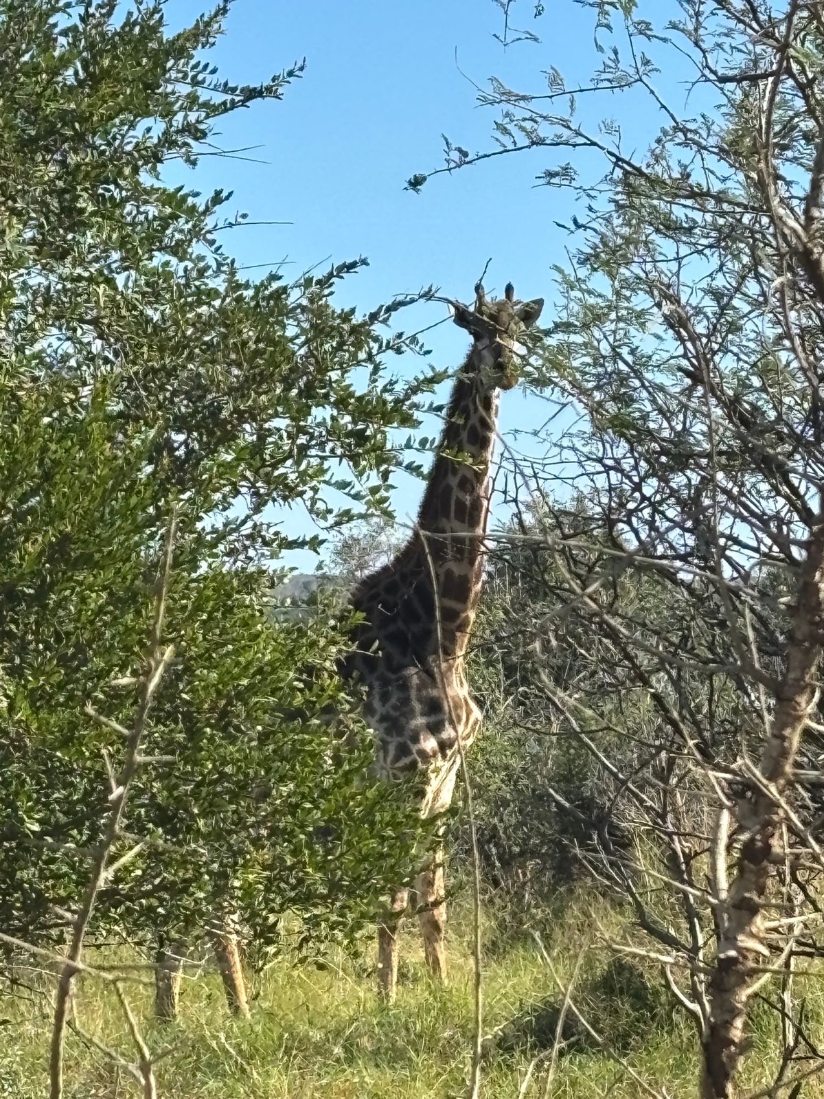 ヒュニュウェ＝イムフォロジ公園にてサファリを楽しみました。ゾウ、バッファロ...