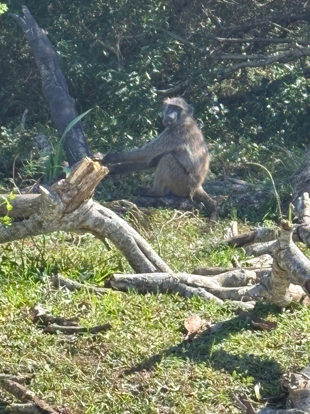 イシマンガリソ湿地公園へ行きました。あまりたくさんの動物は見れず、少し残念...