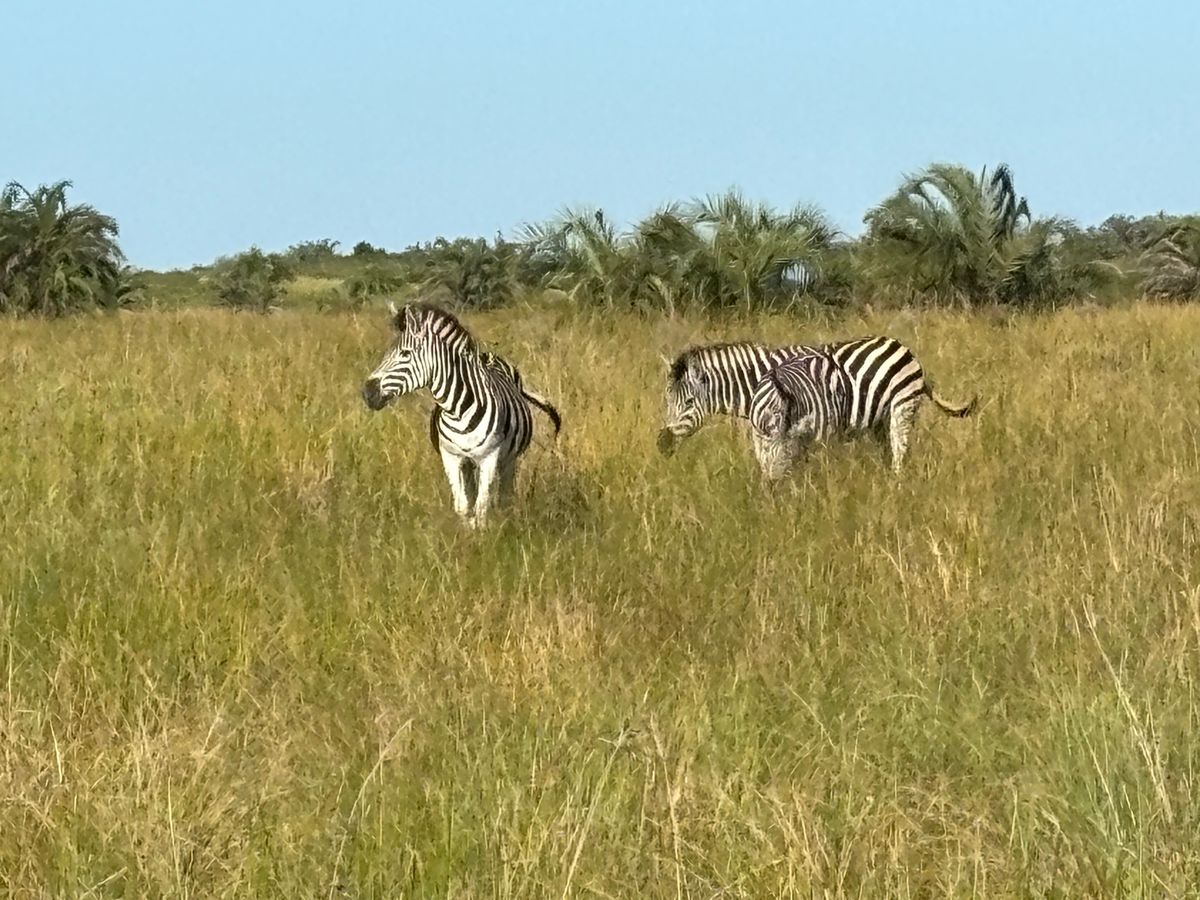 イシマンガリソ湿地公園へ行きました。あまりたくさんの動物は見れず、少し残念...