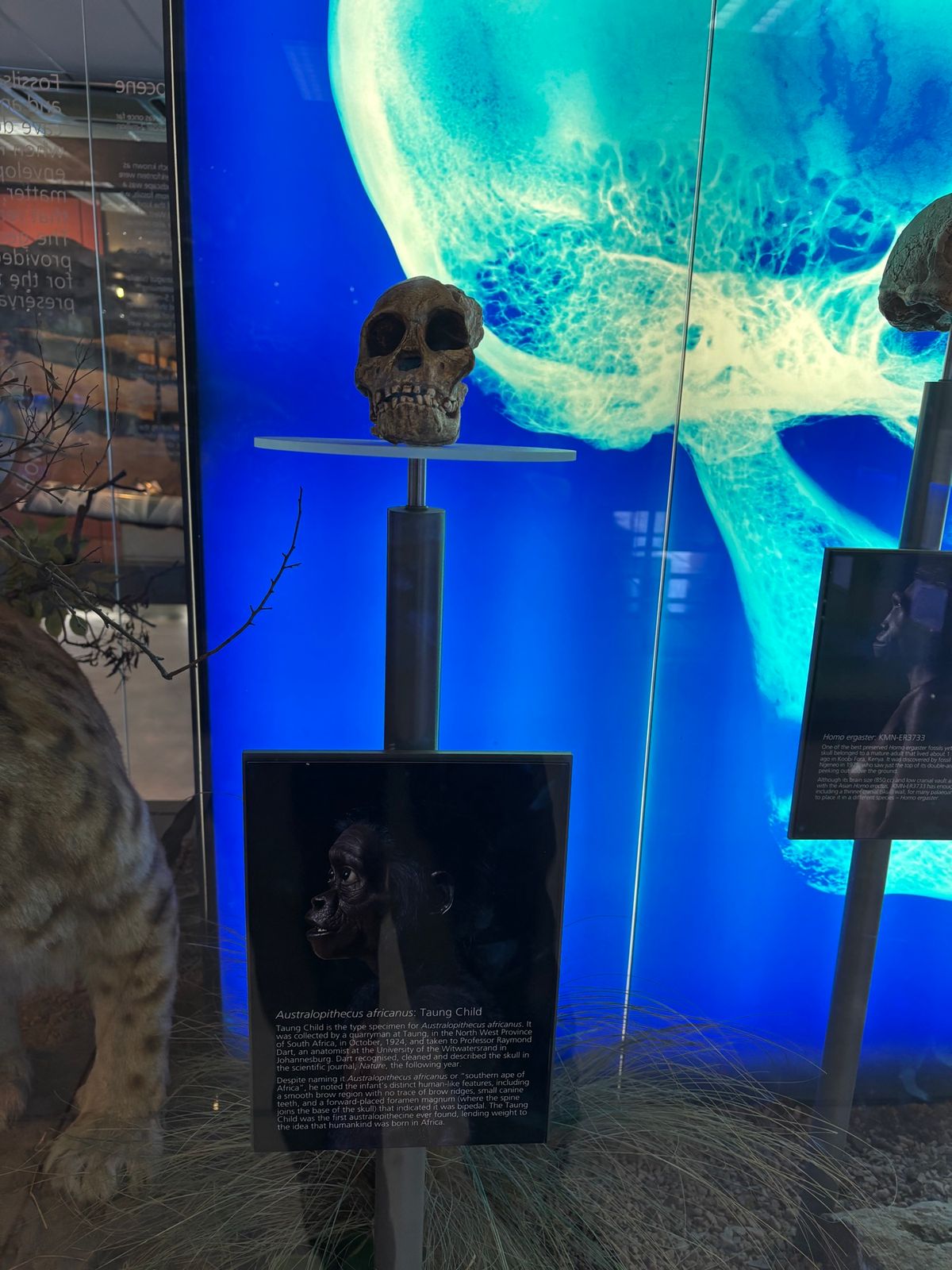 ステールクフォンテン・ケイブスへ行ってきました。300万年前のアウストラロ...