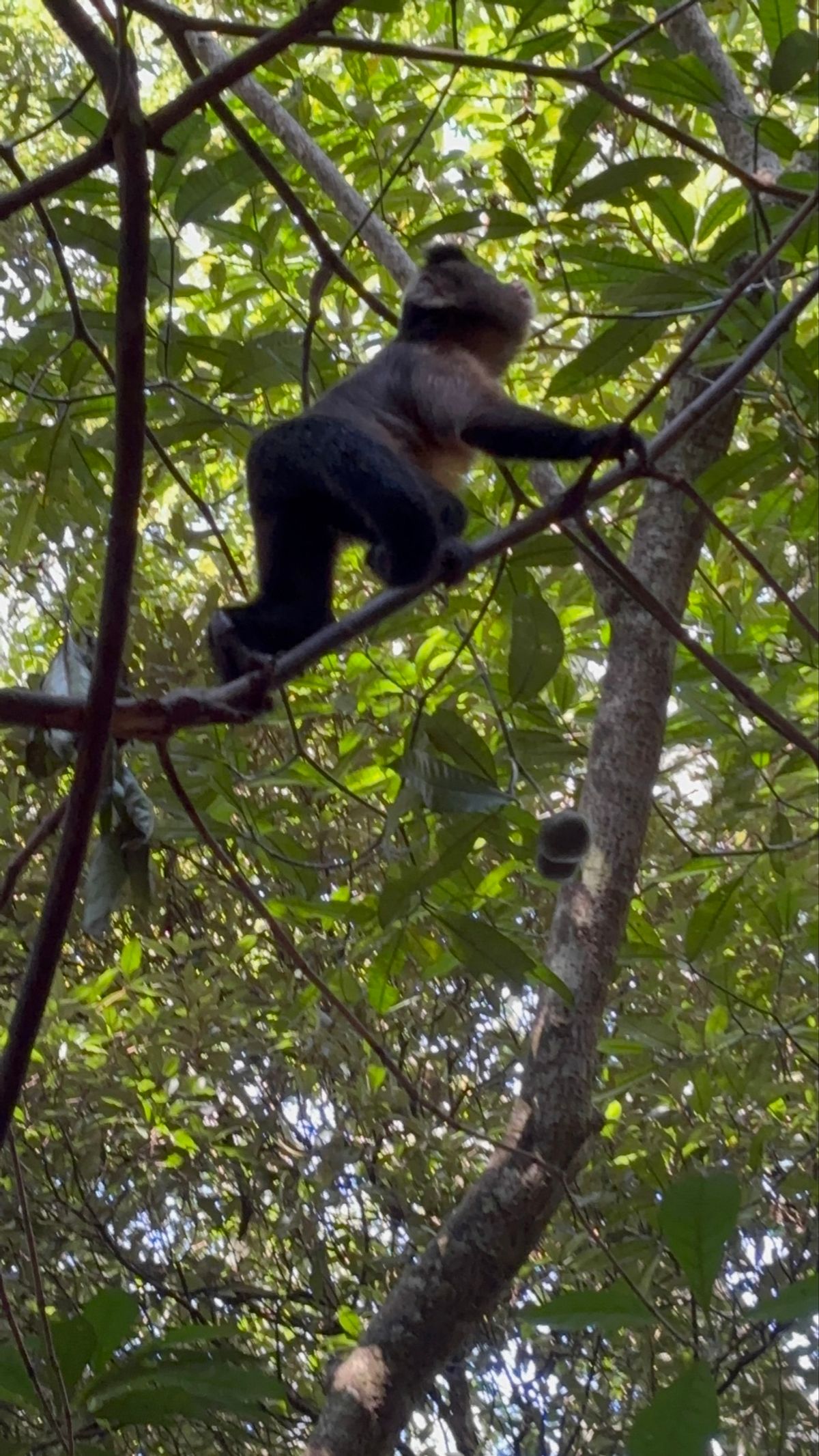 バリトー近くのモンキーランドへ行ってきました。金網で周囲を囲われた広い森の...