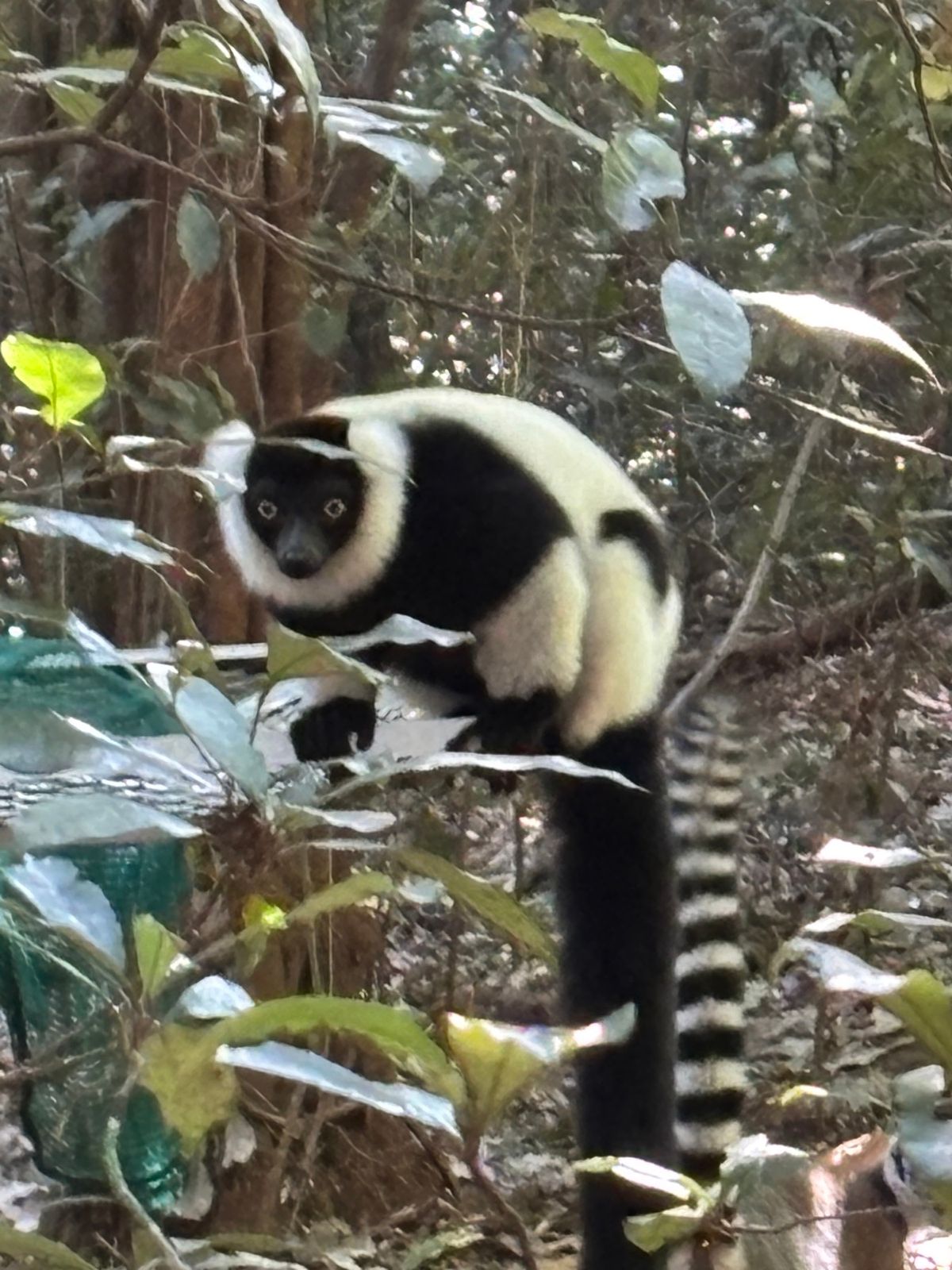バリトー近くのモンキーランドへ行ってきました。金網で周囲を囲われた広い森の...