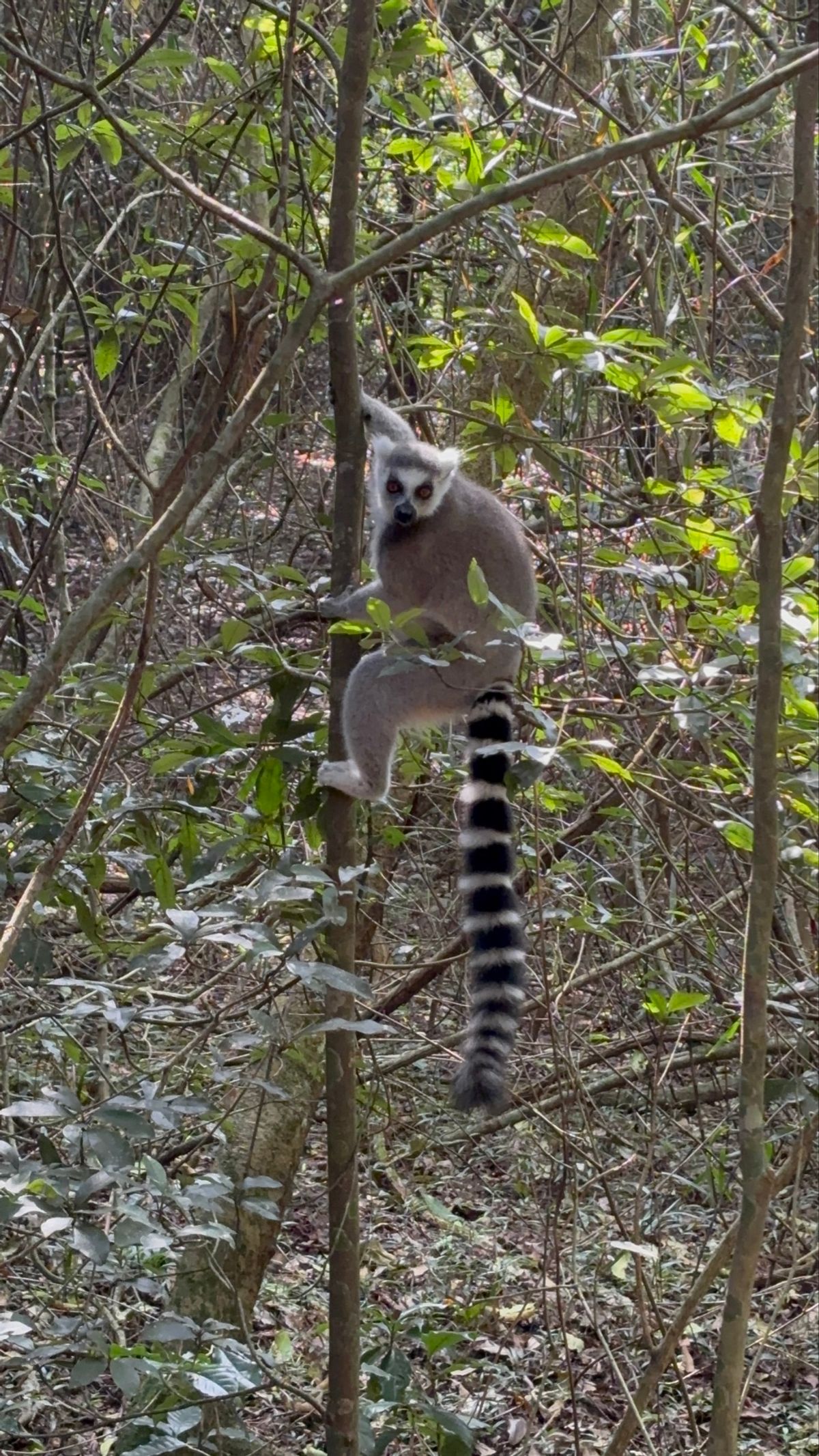 バリトー近くのモンキーランドへ行ってきました。金網で周囲を囲われた広い森の...