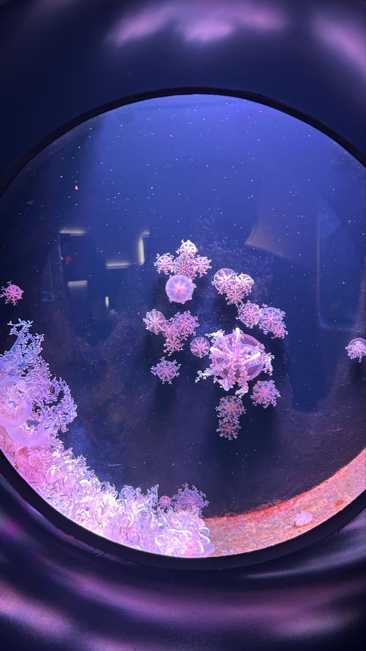 Part3🪼
やっぱり私はクラゲが好きなんです！！！