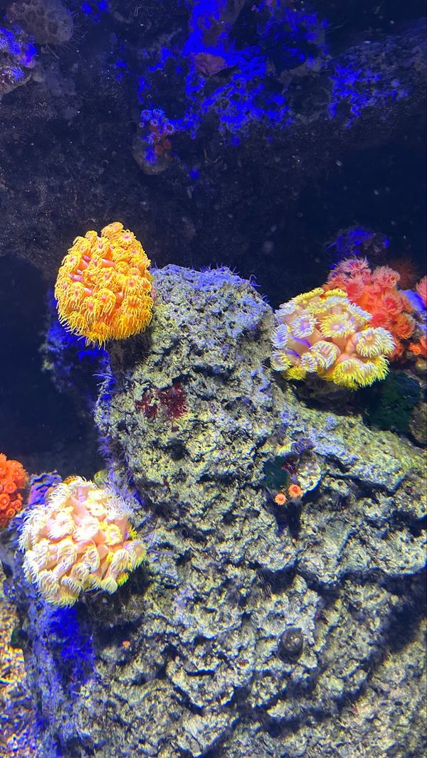 日本・香川県「自然たくさんな旅🌱」の写真：Part2
サンゴがこれまた可愛すぎてお...