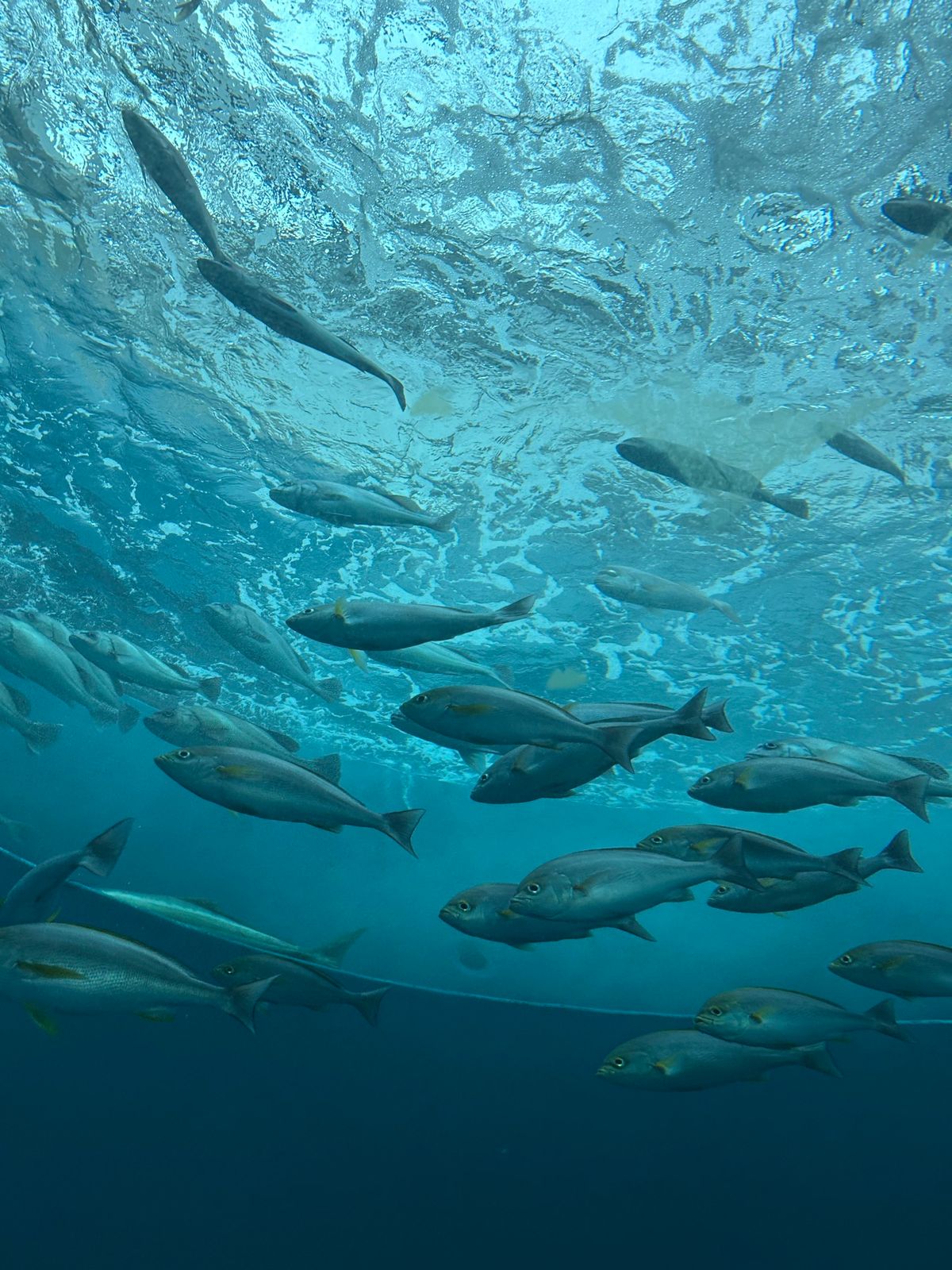 四国水族館Part1
有名な水槽は、入口入ってすぐにあって、綺麗〜って思っ...