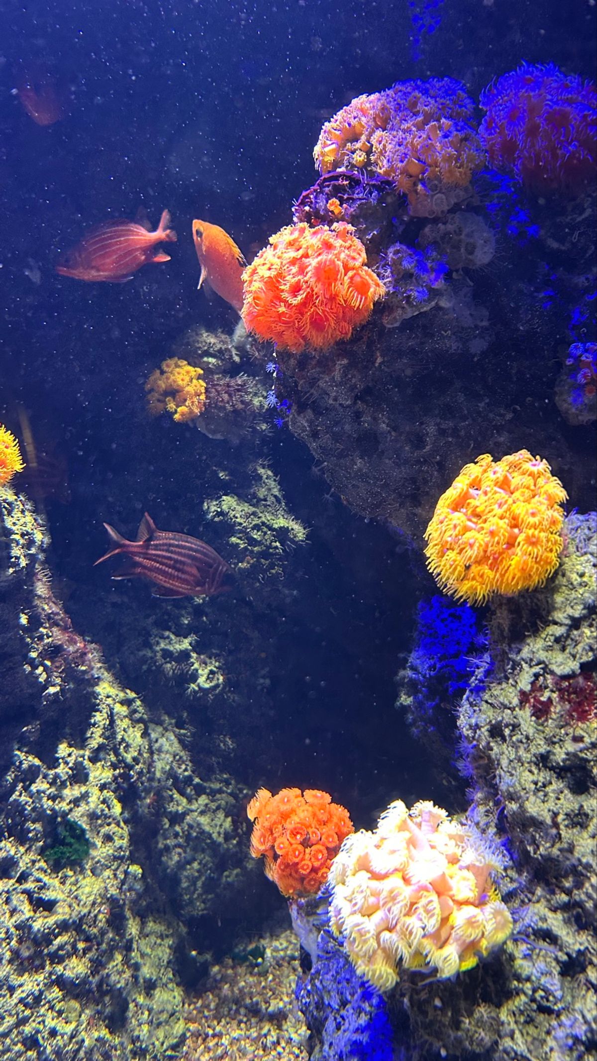 Part2
サンゴがこれまた可愛すぎてお花みたい🌸
でっかいおめ目の目力す...