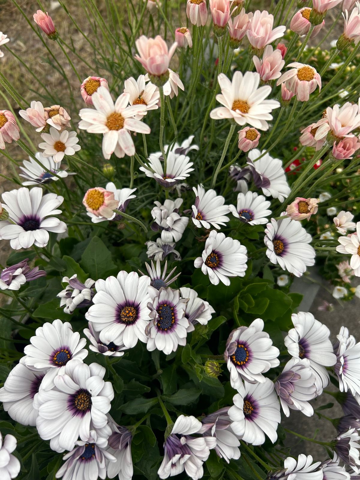 2度目の宿泊 UNOホテル🏨
以前宿泊したときにまた泊まりたい！ってすごく...