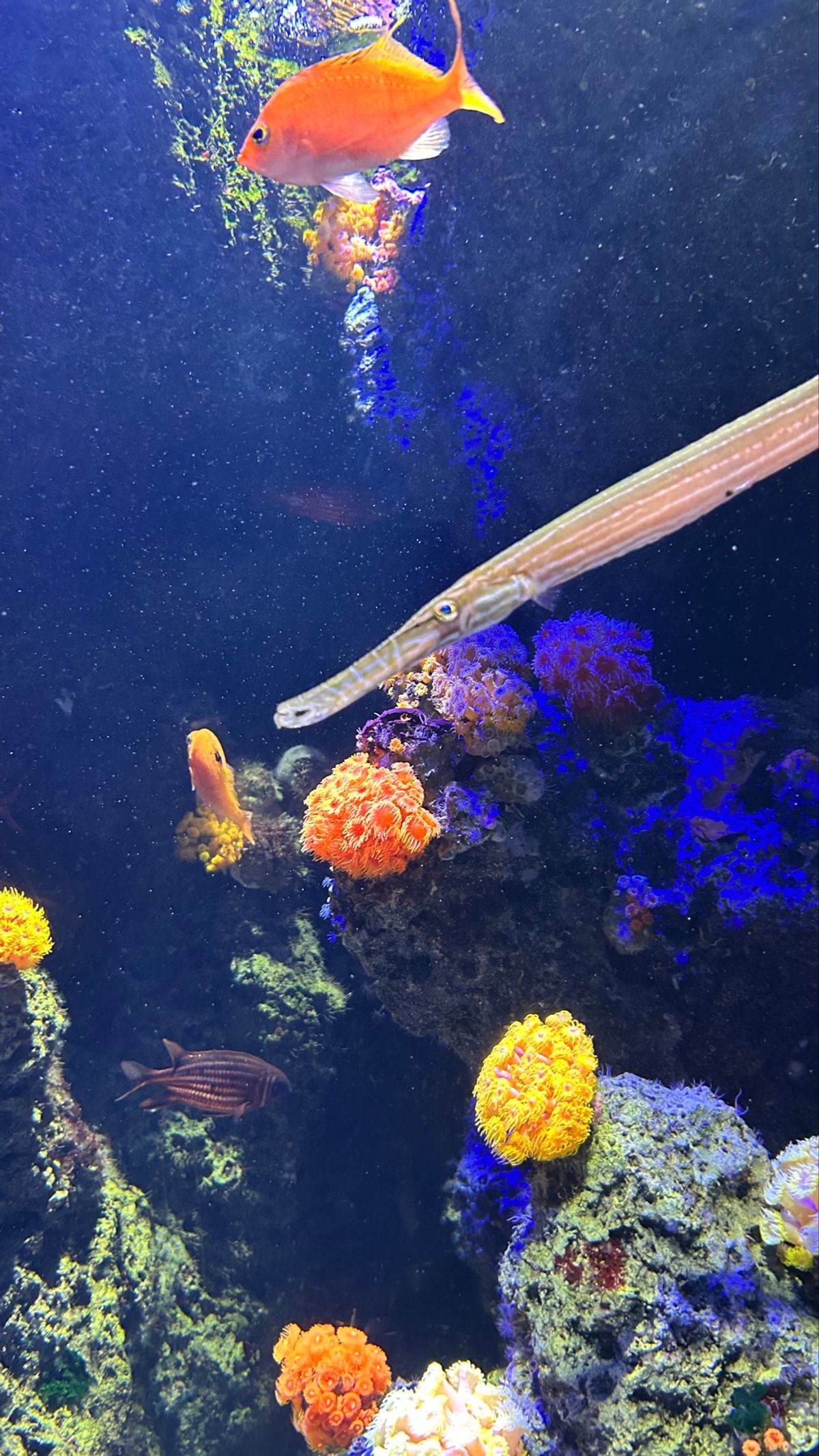 Part2
サンゴがこれまた可愛すぎてお花みたい🌸
でっかいおめ目の目力す...