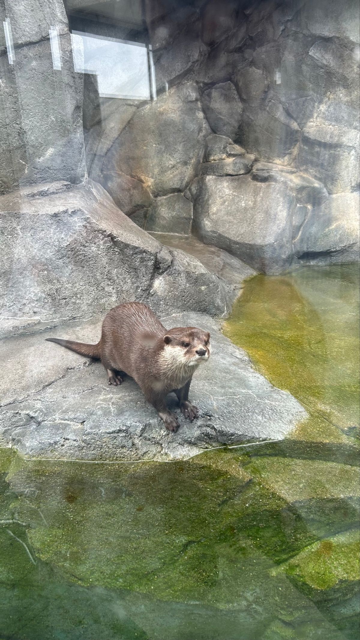 Part4
頑張るヤドカリさんと、見つめてくるカワウソ、やる気のないペンギ...