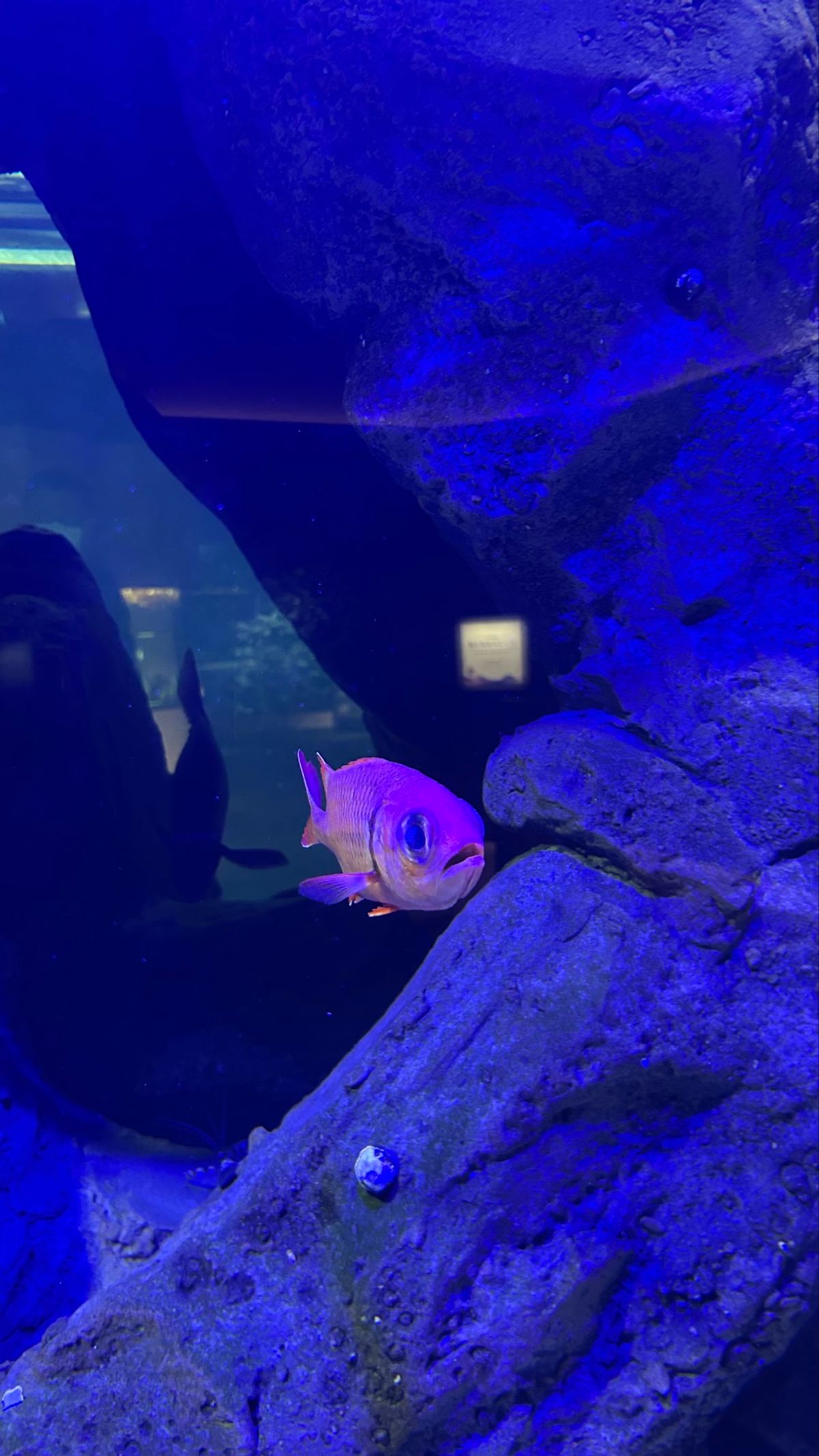 Part2
サンゴがこれまた可愛すぎてお花みたい🌸
でっかいおめ目の目力す...