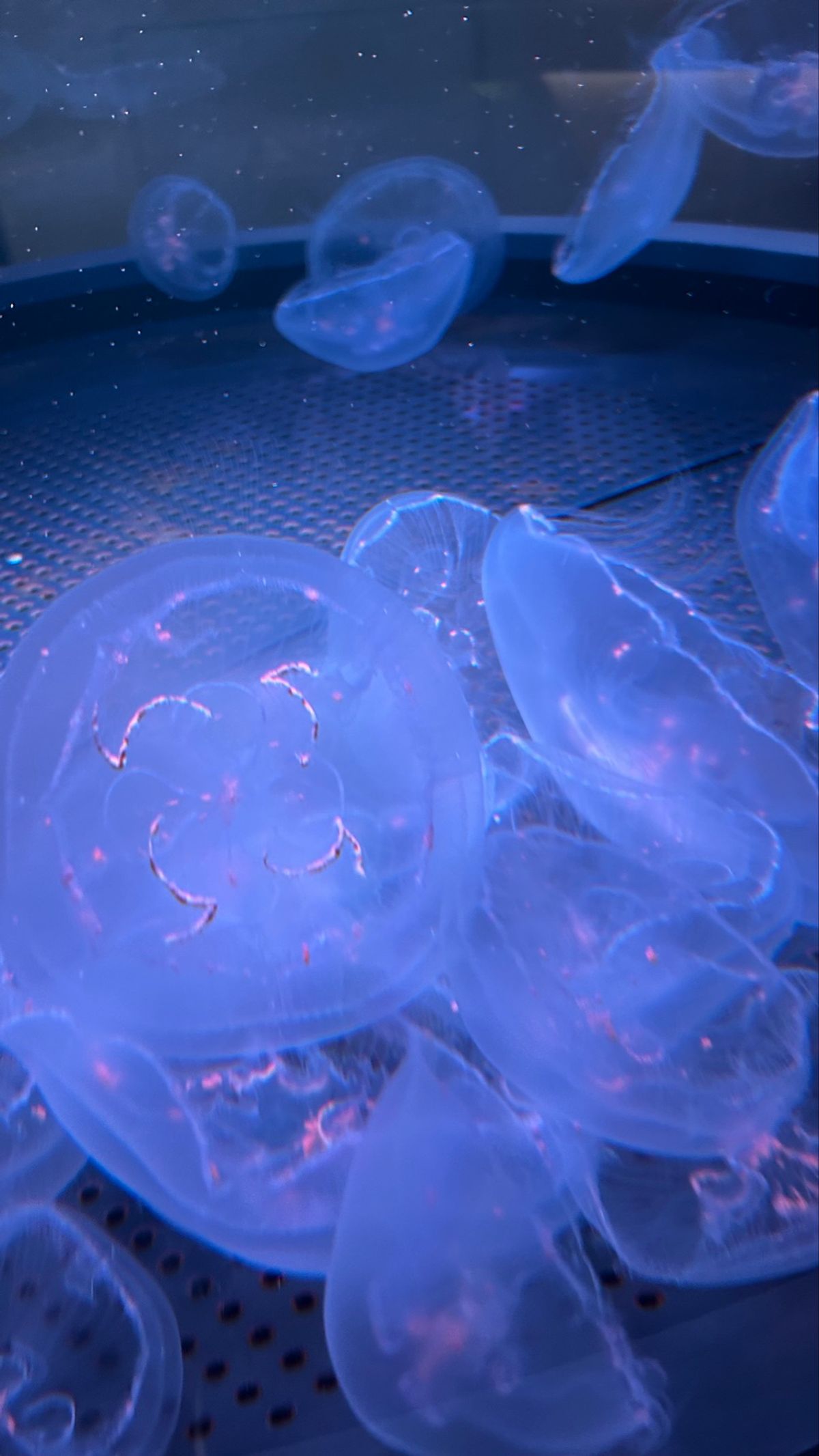 Part3🪼
やっぱり私はクラゲが好きなんです！！！