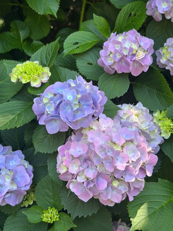 日本・神奈川県「横須賀　2025.06」の写真