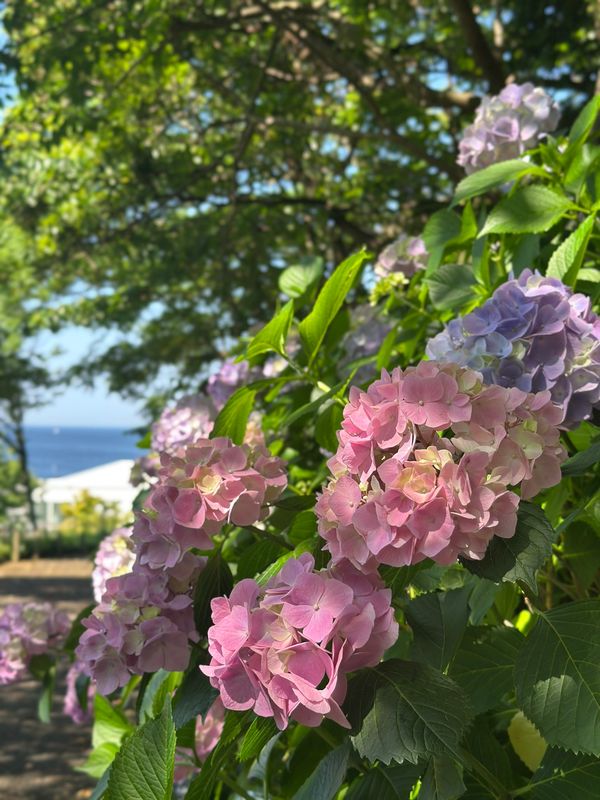 日本・神奈川県「横須賀　2025.06」の写真
