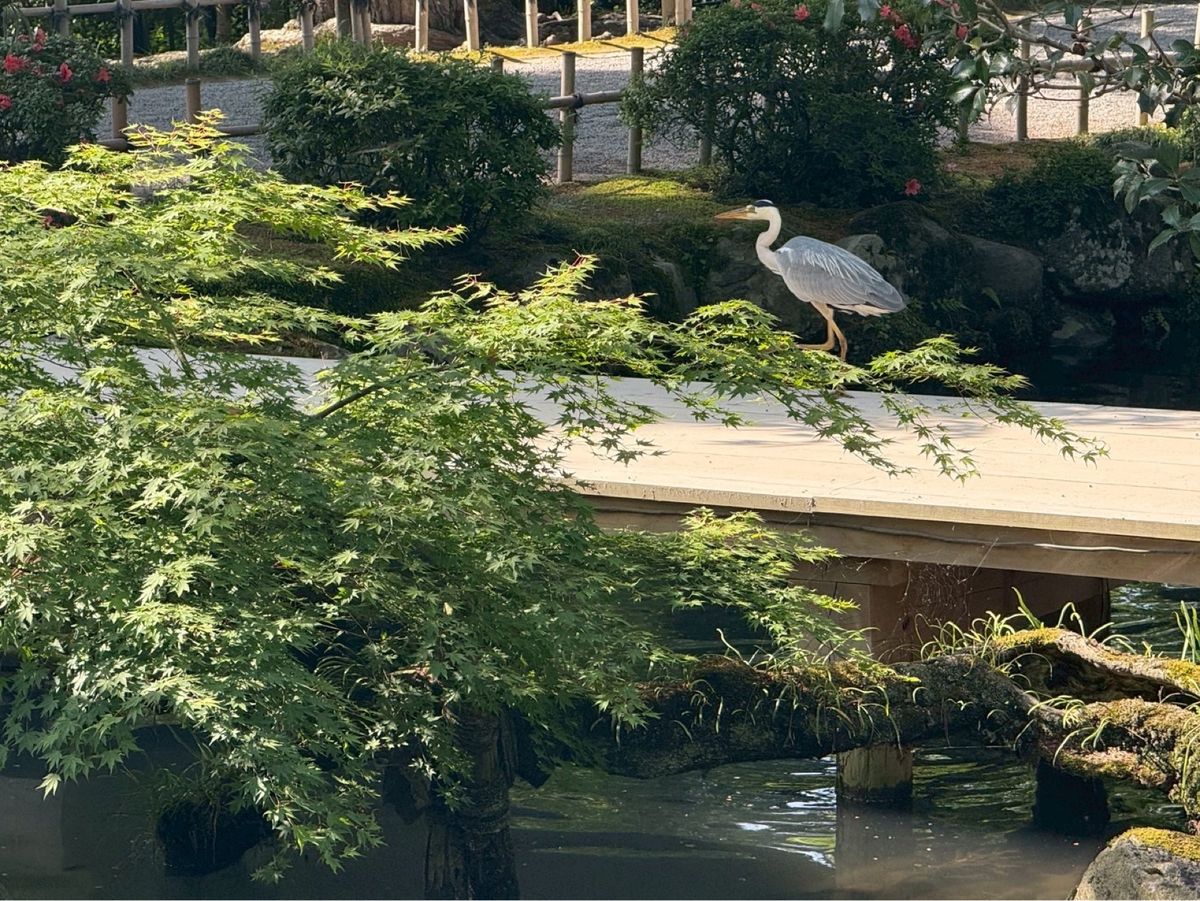 まつりの影響か兼六園無料開放してる日だった
暑かったけどゆっくりできてよき...